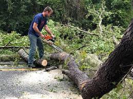 Best Tree Preservation Services  in Moorefield, WV